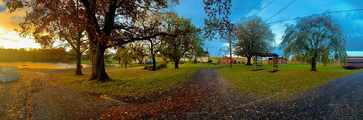 A scenic road leading through the Hardball Cider orchard in Mount Bethel, Pennsylvania